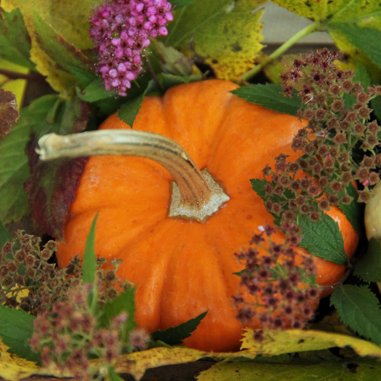 Fall Centerpiece ideas