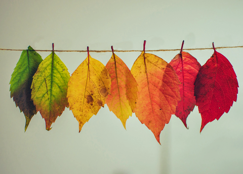 Rainbow leaves Fall decorating
