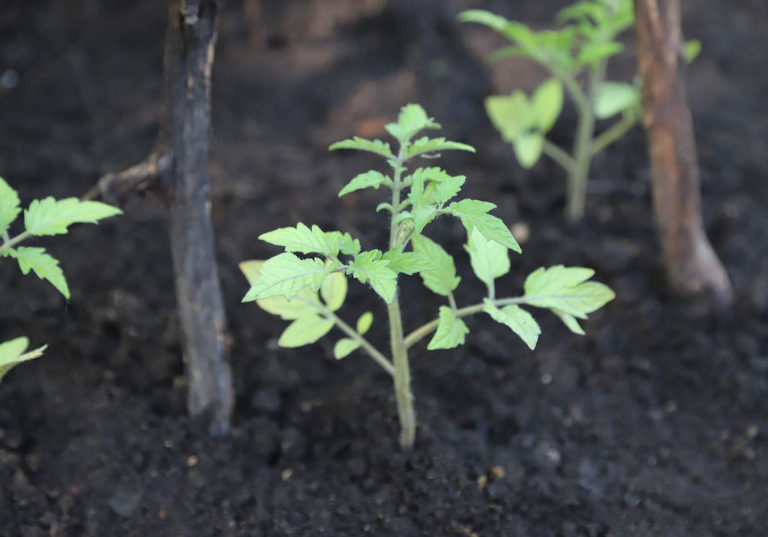 intentional living - gardening