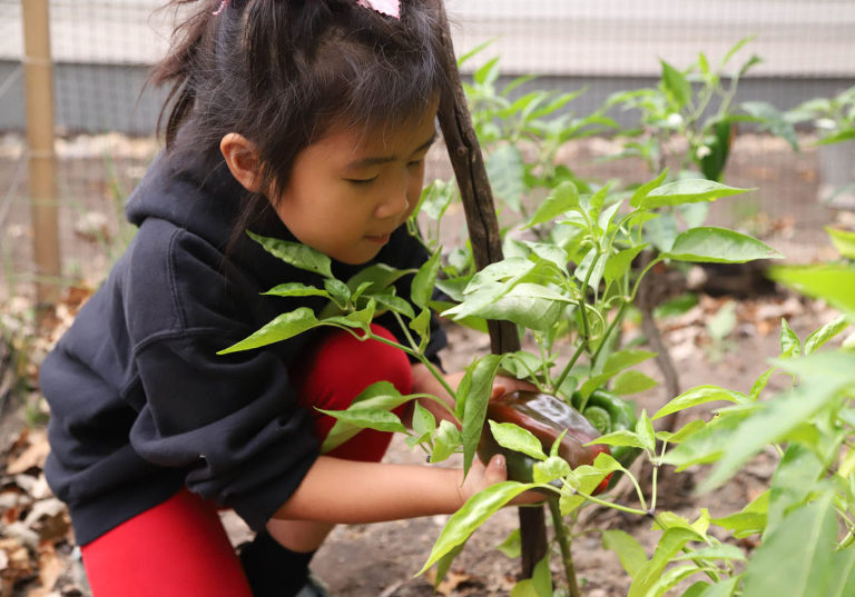 word of the year - learning to garden